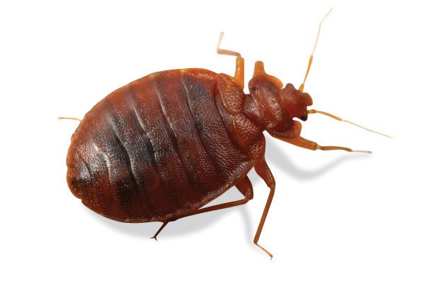 Bed Bug Control Cape Town