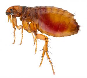 Cat Flea Control Capri Village is an effective extermination method used for Cat Fleas. Service Giant are you local Biting Insect experts.