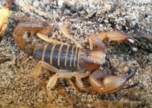 Opistopthalmus Scorpion Control De Waterkant are a larger more heavy set scorpion species. Service Giant are your Scorpion specieslists.