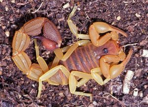 Parabuthus capensis Scorpion Control Macassar are masters at magaging predator Insects. Service Giant are your industry experts.
