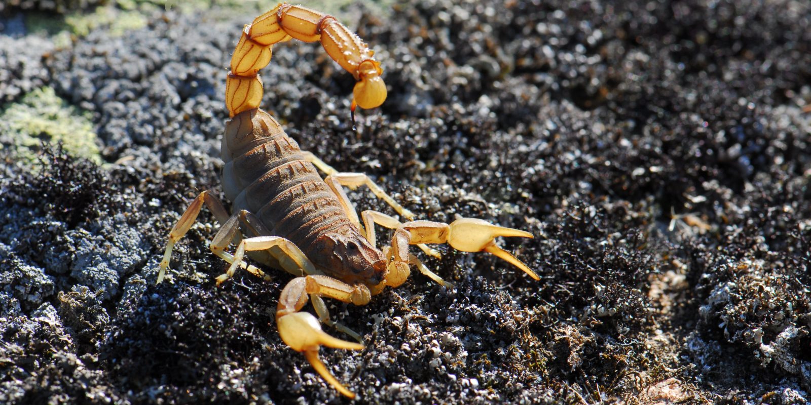 Scorpion Control Cape Town