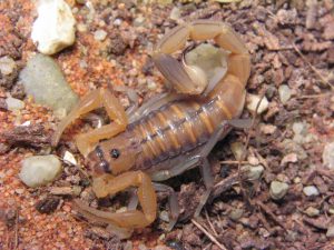 Uroplectes Scorpion Control Durbanville can identify and treat your Scorpions with no mess and no fuss. Service Giant are here for your convenients.