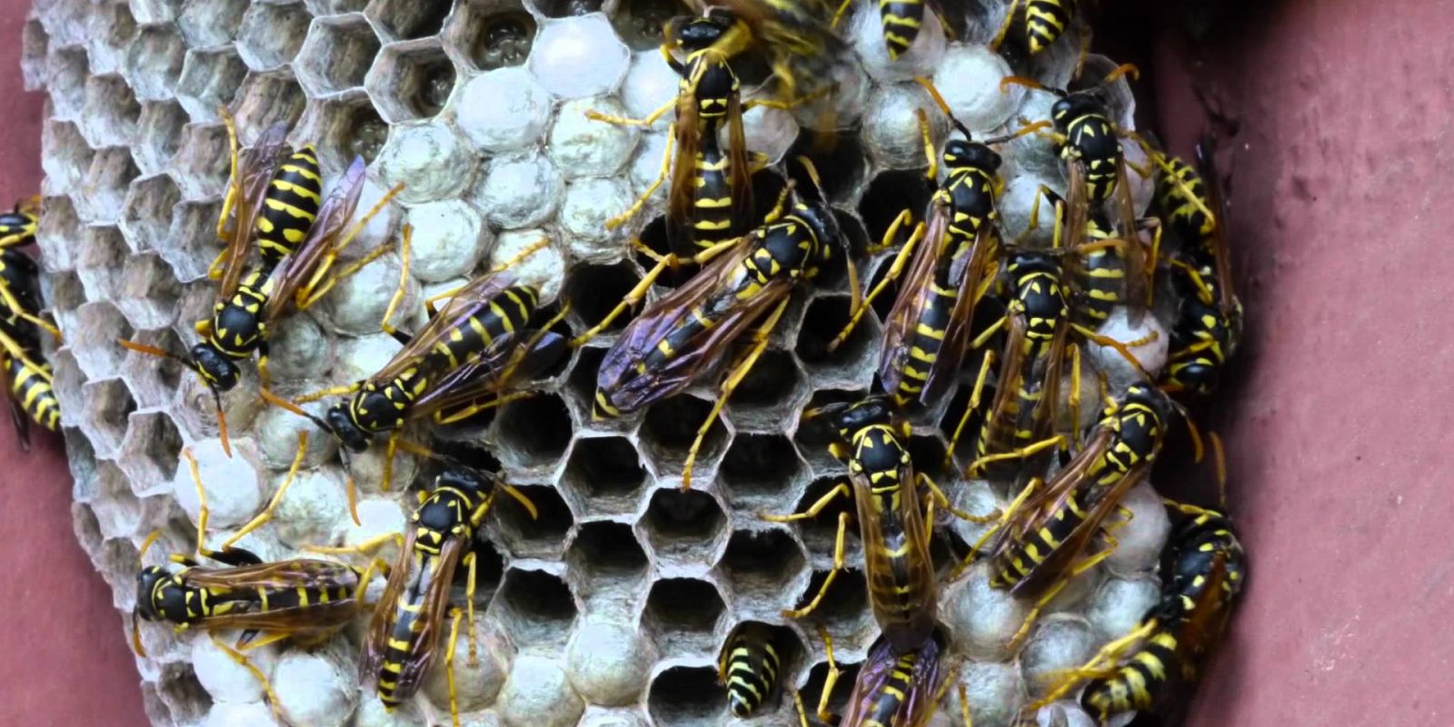 Wasp Control Cape Town